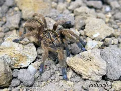 Idiothele mira L3 (2cm) 55,00 zł