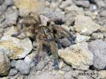 Idiothele mira L3 (2cm) 55,00 zł