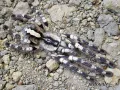 Poecilotheria regalis L3/4 (4,5cm) 40,00 zł