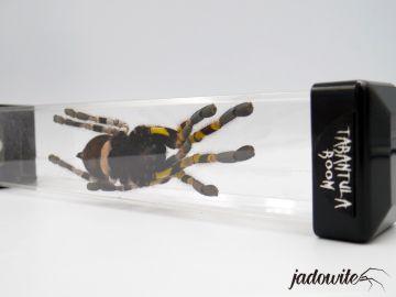 Tuba do przenoszenia i seksowania pająków - 6x4x30cm 29,90 zł