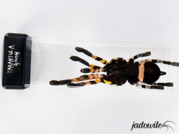 Tuba do przenoszenia i seksowania pająków - 6x4x30cm 29,90 zł