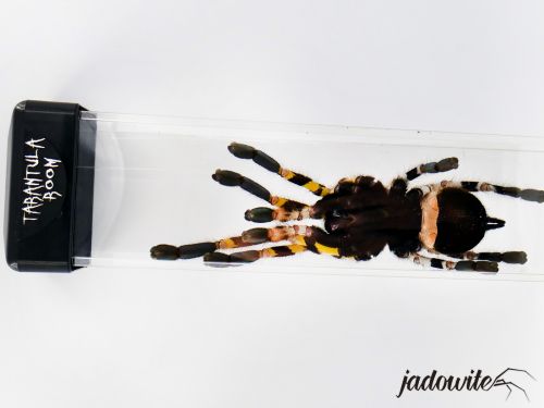 Tuba do przenoszenia i seksowania pająków - 6x4x30cm 29,00 zł