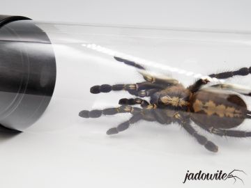 Tuba do przenoszenia i seksowania pająków - okrągła 8x30cm 29,00 zł