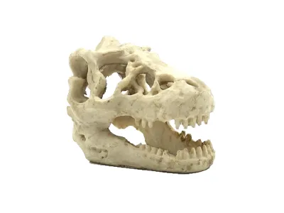 Czaszka dinozaura 16x11x9cm Reptile Nova 45,00 zł