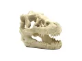Czaszka dinozaura 16x11x9cm Reptile Nova 45,00 zł