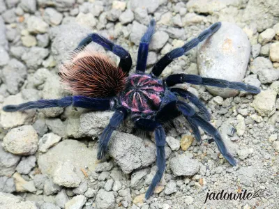 Xenesthis sp. blue L2 (3cm) 459,00 zł