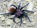 Xenesthis sp. blue L2 (3cm) 459,00 zł