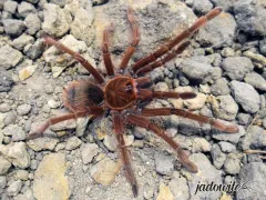 Theraphosa apophysis L2 (3,5cm) 250,00 zł
