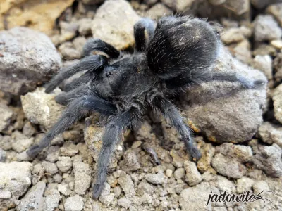 Grammostola pulchra 1,5DC (2,5cm) 220,00 zł