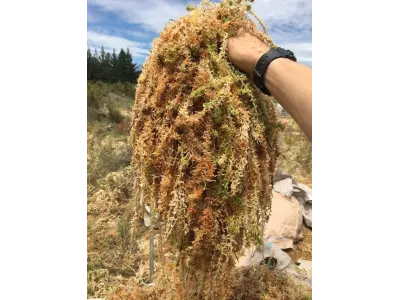 Mech torfowiec Sphagnum Spagmoss Classic 100g 8L Besgrow 44,99 zł
