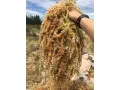Mech torfowiec Sphagnum Spagmoss Classic 100g 8L Besgrow 44,99 zł