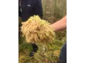 Mech torfowiec Sphagnum Spagmoss Classic 100g 8L Besgrow 44,99 zł