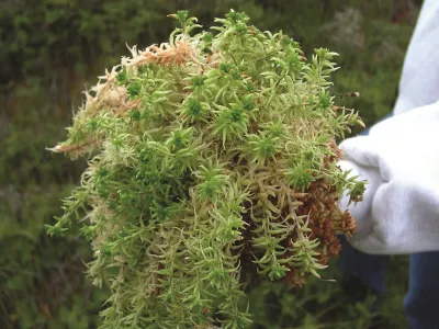 Mech torfowiec Sphagnum Spagmoss Classic 100g 8L Besgrow 44,99 zł