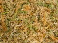 Mech torfowiec Sphagnum Spagmoss Classic 100g 8L Besgrow 44,99 zł