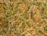 Mech torfowiec Sphagnum Spagmoss Classic 500g 40L Besgrow 189,99 zł