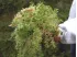 Mech torfowiec Sphagnum Spagmoss Classic 500g 40L Besgrow 189,99 zł