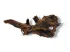 Korzeń mangrowca do akwarium terrarium rozmiar M 20-35 cm 40,00 zł
