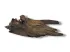 Korzeń Buddha drifwood korzeń do akwarium terrarium 15-25cm 22,00 zł