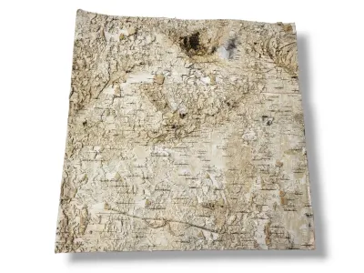 Tło do terrarium/pojemnika z naturalnej BRZOZY Birch Wall 30x30 17,99 zł