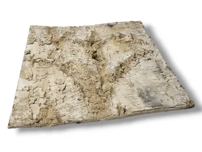 Tło do terrarium/pojemnika z naturalnej BRZOZY Birch Wall 30x30 17,99 zł
