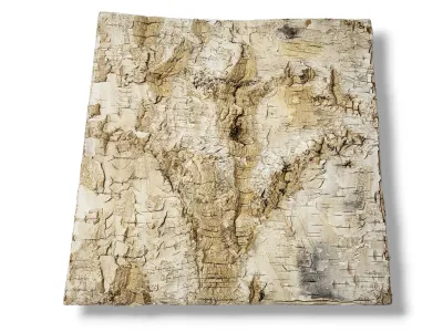 Tło do terrarium/pojemnika z naturalnej BRZOZY Birch Wall 30x30 17,99 zł