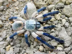 Monocentropus balfouri ♀ 4,5-5DC (7cm) 250,00 zł