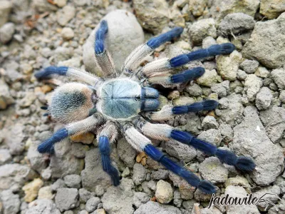 Monocentropus balfouri ♀ 4,5-5DC (7cm) 250,00 zł
