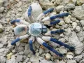 Monocentropus balfouri ♀ 4,5-5DC (7cm) 250,00 zł