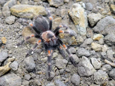 Brachypelma auratum L2 (1cm) 90,00 zł