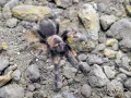 Brachypelma auratum L2 (1cm) 90,00 zł