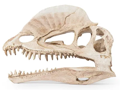 Czaszka dinozaura ozdoba do terrarium Happet 79,99 zł