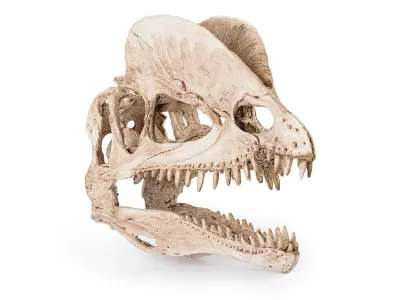 Czaszka dinozaura ozdoba do terrarium Happet 79,99 zł