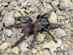 Amazonius burgessi L4 (2,5cm) 39,00 zł