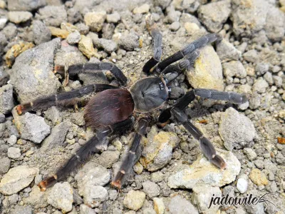 Amazonius burgessi L4 (2,5cm) 39,00 zł