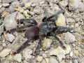 Amazonius burgessi L4 (2,5cm) 39,00 zł