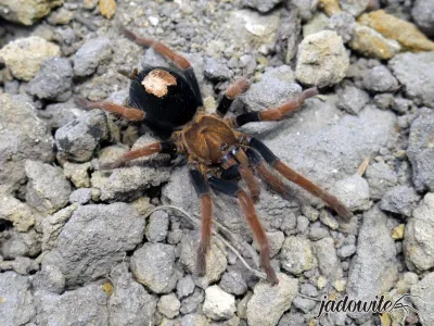 Cyriocosmus giganteus L5 (1,5cm) 130,00 zł