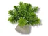 Roślina sztuczna na kamieniu StonePlant TYP 13 10,00 zł