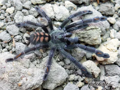 Psalmopoeus irminia ♂ 2-2,5DC (5cm) 30,00 zł