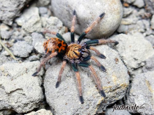 Chromatopelma cyaneopubescens L1/2 (1,5cm) 49,00 zł