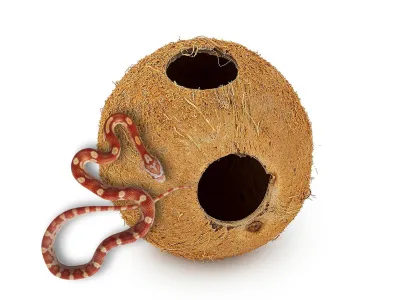 Skorupa kokosa CocoDome kryjówka do terrarium lub akwarium 15,00 zł