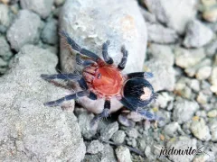 Cyriocosmus sellatus L3/4 (1cm) 75,00 zł