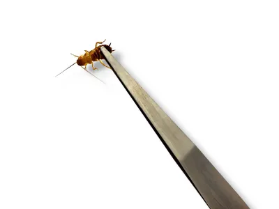 Miękka pęseta entomologiczna Super Soft 12cm PROSTA 29,99 zł