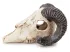 Czaszka muflona ozdoba do terrarium / akwarium 9cm Happet 35,00 zł