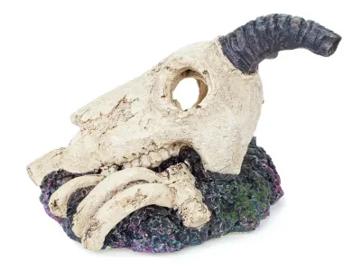 Czaszka antylopy ozdoba do terrarium / akwarium 9cm Happet 29,99 zł