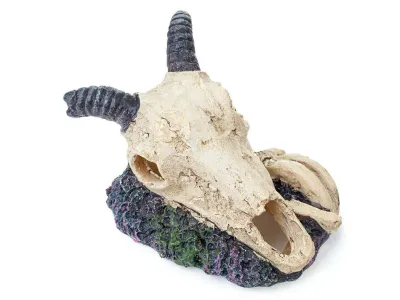 Czaszka antylopy ozdoba do terrarium / akwarium 9cm Happet 29,99 zł
