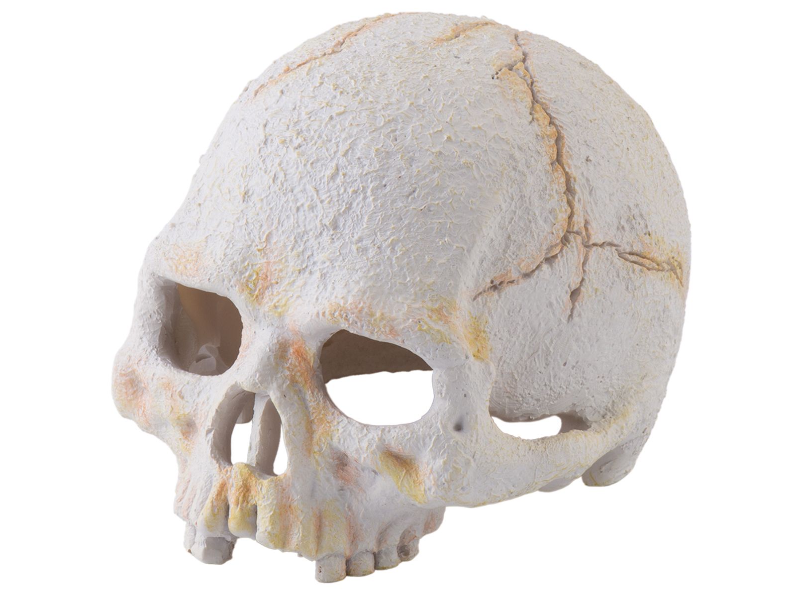 Czaszka ludzka MINI Primate Skull EXO TERRA EX-9265 39,99 zł