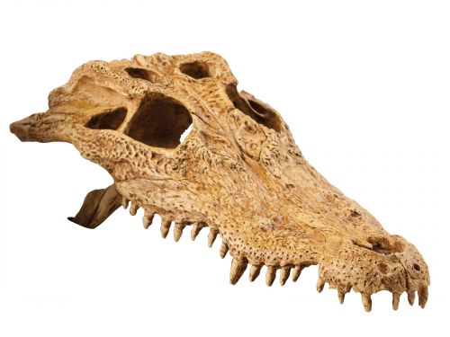 Czaszka krokodyla Crocodile Skull EXO TERRA 59,99 zł