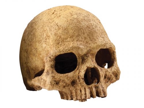 Czaszka ludzka Primate Skull EXO TERRA EX-8558 69,99 zł