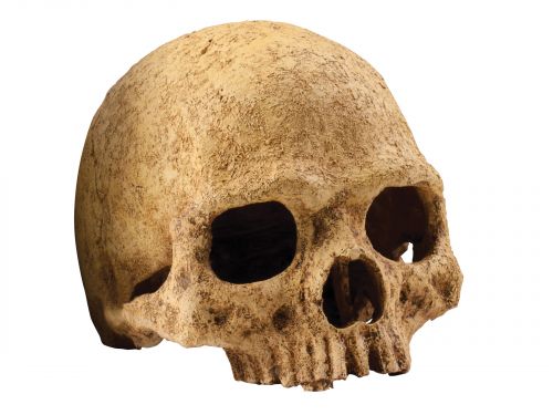 Czaszka małpy Primate Skull EXO TERRA 68,99 zł