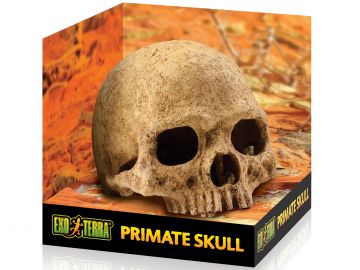 Czaszka ludzka Primate Skull EXO TERRA EX-8558 69,99 zł